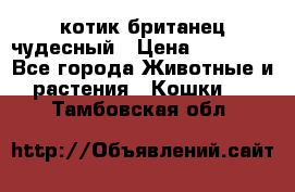 котик британец чудесный › Цена ­ 12 000 - Все города Животные и растения » Кошки   . Тамбовская обл.